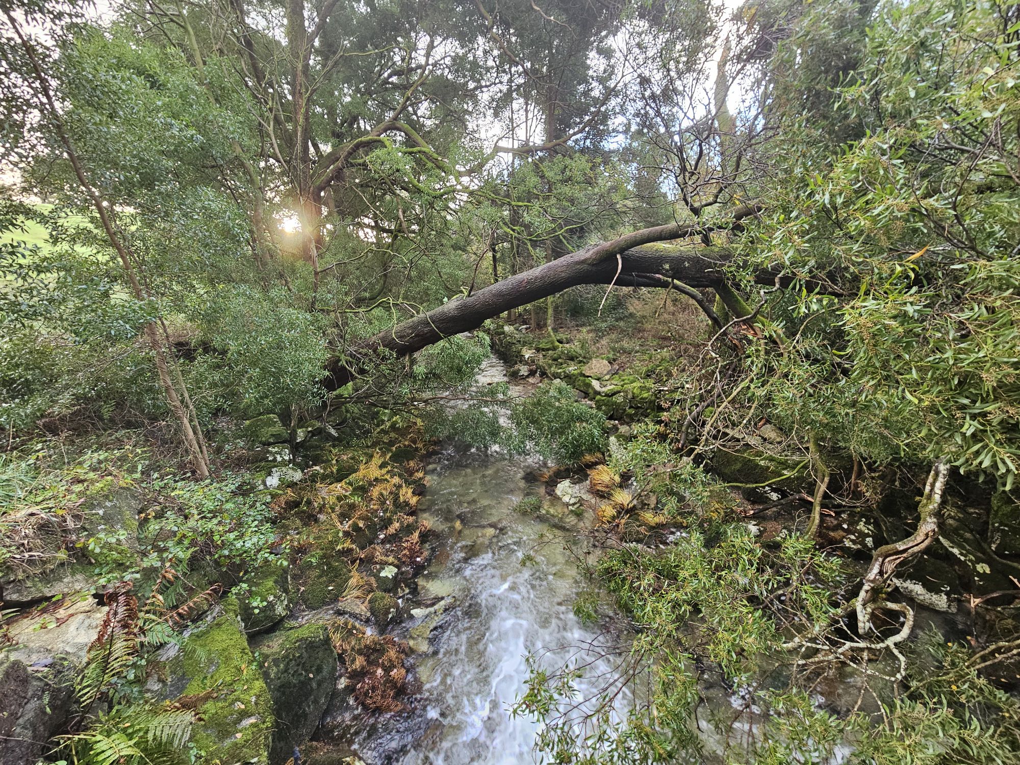 November 20. Camino de Fisterre. Oliveirio to Corcubion. 18.79 km
